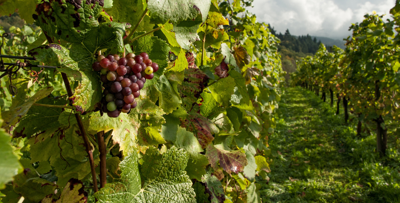 Rows of grapevines in a thriving vineyard, symbolising how money and wealth require careful stewardship to support a meaningful and balanced life.